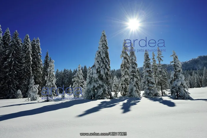 : Winter landscape on the Hemmersuppenalm, Reit im : Winter landscape on the Hemmersuppenalm, Reit im