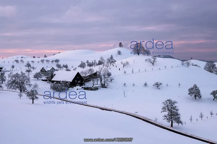 : Winter landscape at Hirzel, drumlin landscape, trees : Winter landscape at Hirzel, drumlin landscape, trees