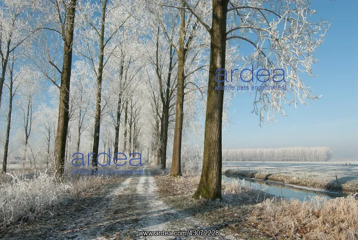 : Winter landscape with lane bordered by trees : Winter landscape with lane bordered by trees