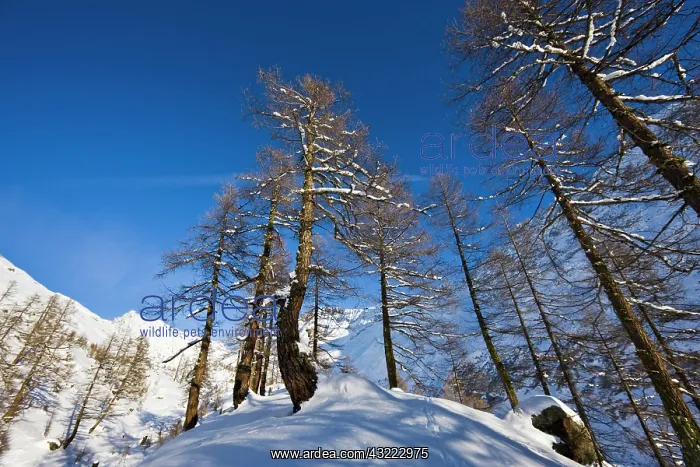 : Winter landscape with larch tree forest : Winter landscape with larch tree forest