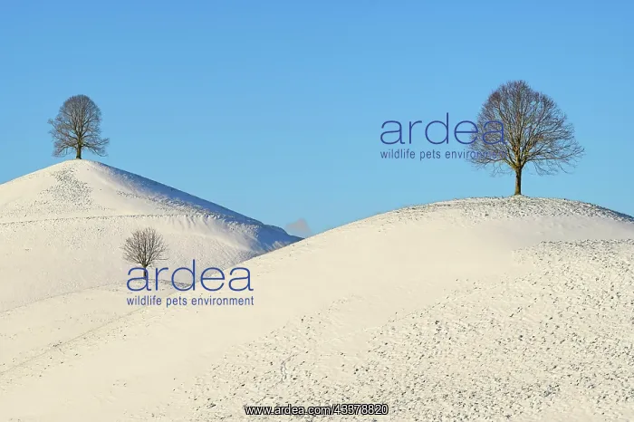 : Winter landscape, Three lime trees (Tilia), standing : Winter landscape, Three lime trees (Tilia), standing