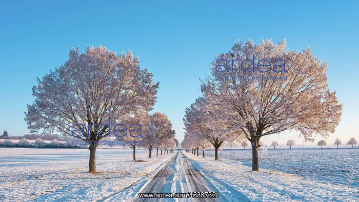 : Winter landscape in the morning light, field with : Winter landscape in the morning light, field with