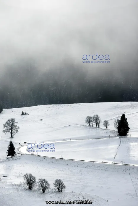 : Winter landscape near the wind beeches with fog : Winter landscape near the wind beeches with fog