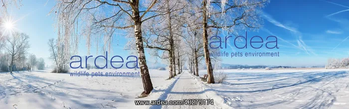: Winter landscape, panorama, ice trees, snow, Chiemsee : Winter landscape, panorama, ice trees, snow, Chiemsee