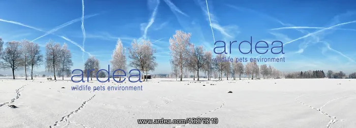  : Winter landscape, panorama, ice trees, snow, Chiemsee