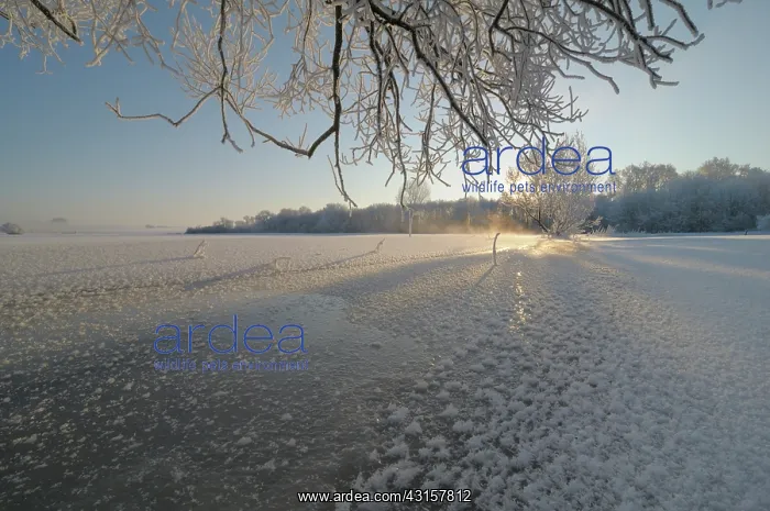 : winter landscape of a partly frozen and snowcovered floodpla : winter landscape of a partly frozen and snowcovered floodpla
