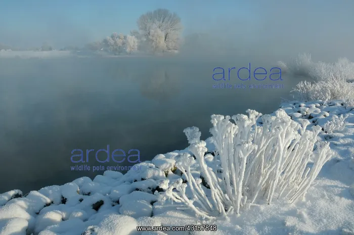 : Winter landscape showing a misty IJssel River with snow cove : Winter landscape showing a misty IJssel River with snow cove