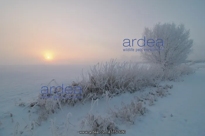 : Winter landscape showing sunrise over snow covered floodplai : Winter landscape showing sunrise over snow covered floodplai