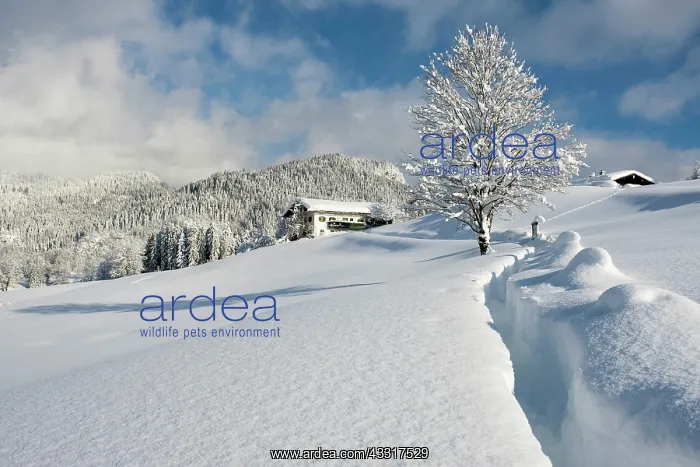 : Winter landscape, snow-covered farmhouse, bishop's : Winter landscape, snow-covered farmhouse, bishop's