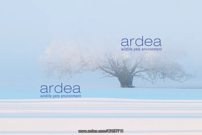 : Winter Landscape of a snow covered floodplain with hoar fros : Winter Landscape of a snow covered floodplain with hoar fros