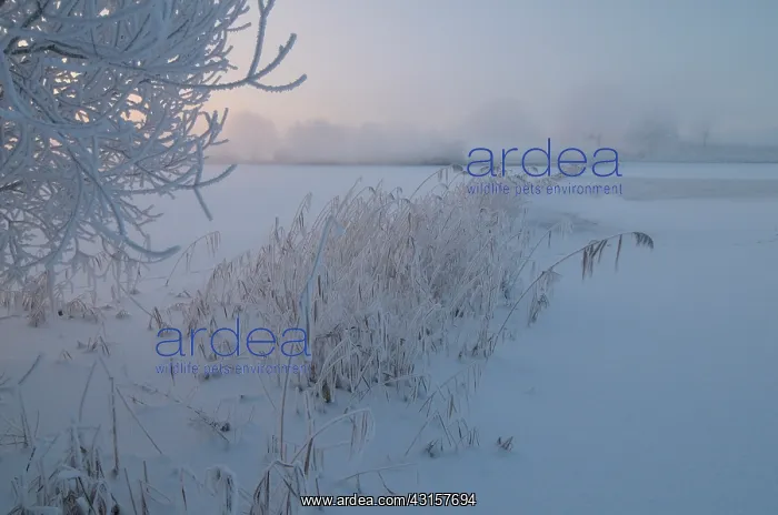: Winter landscape of snow covered floodplain with hoar frost : Winter landscape of snow covered floodplain with hoar frost