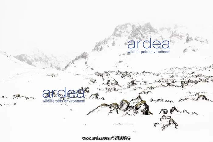 : Winter landscape with a snow-covered lavafield and mountains : Winter landscape with a snow-covered lavafield and mountains