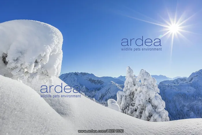 : Winter landscape and snow-covered trees in front : Winter landscape and snow-covered trees in front