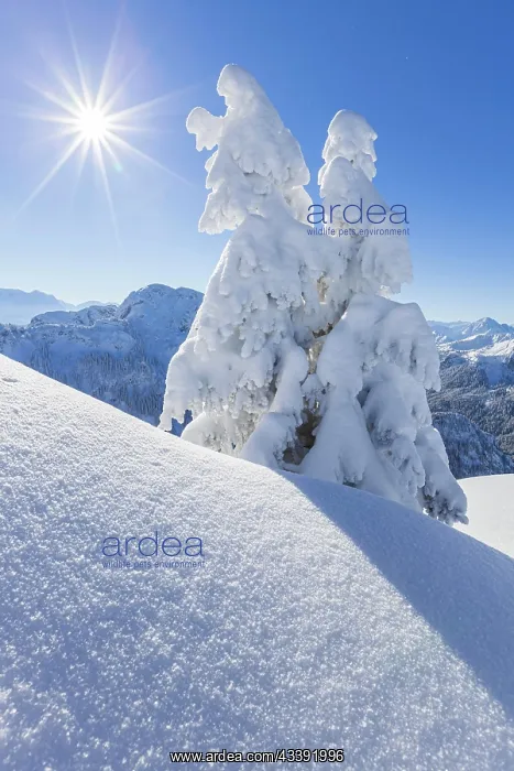 : Winter landscape and snow-covered trees in front : Winter landscape and snow-covered trees in front