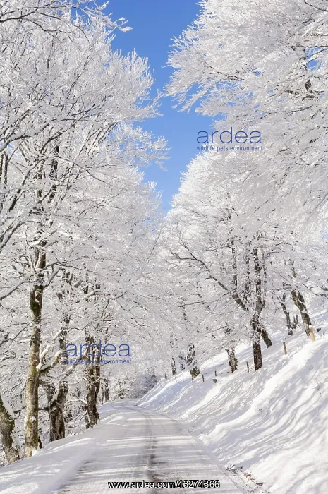 : Winter landscape, snow-covered weather beech, copper : Winter landscape, snow-covered weather beech, copper