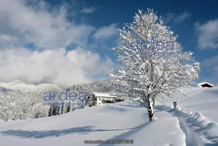 : Winter landscape, snow-covered wooden house, Bischofswiesen : Winter landscape, snow-covered wooden house, Bischofswiesen