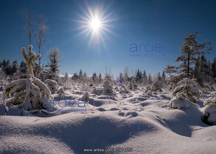 : Winter landscape, snow, trees, conifer, sun, sun : Winter landscape, snow, trees, conifer, sun, sun