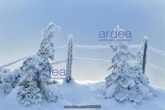 : Winter Landscape, Snowy Firs with Fence, Bernese : Winter Landscape, Snowy Firs with Fence, Bernese