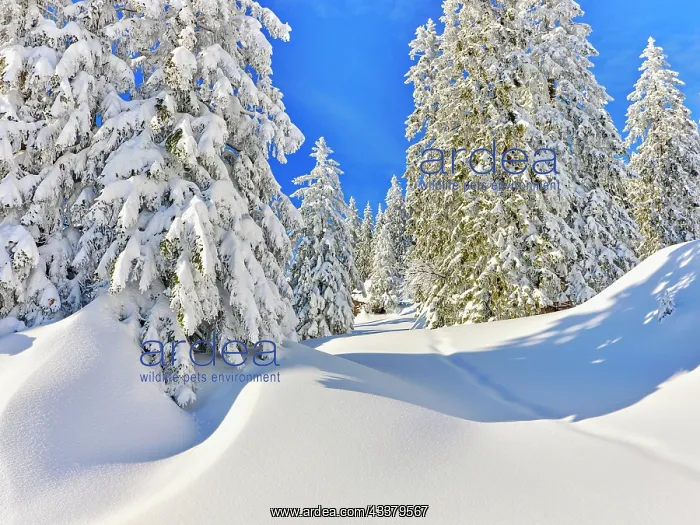 : Winter Landscape, Snowy Forest, Rigi Staffel, Canton : Winter Landscape, Snowy Forest, Rigi Staffel, Canton