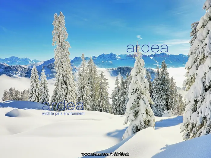 : Winter Landscape, Snowy Forest, Central Swiss Alps : Winter Landscape, Snowy Forest, Central Swiss Alps