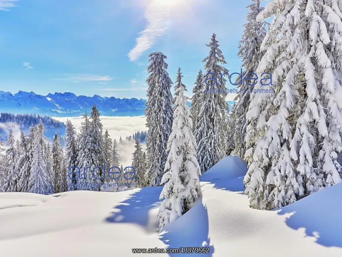  : Winter Landscape, Snowy Forest, Central Swiss Alps