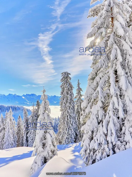 : Winter Landscape, Snowy Forest, Central Swiss Alps : Winter Landscape, Snowy Forest, Central Swiss Alps