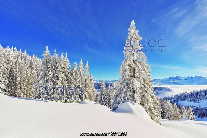 : Winter Landscape, Snowy Forest, Central Swiss Alps : Winter Landscape, Snowy Forest, Central Swiss Alps