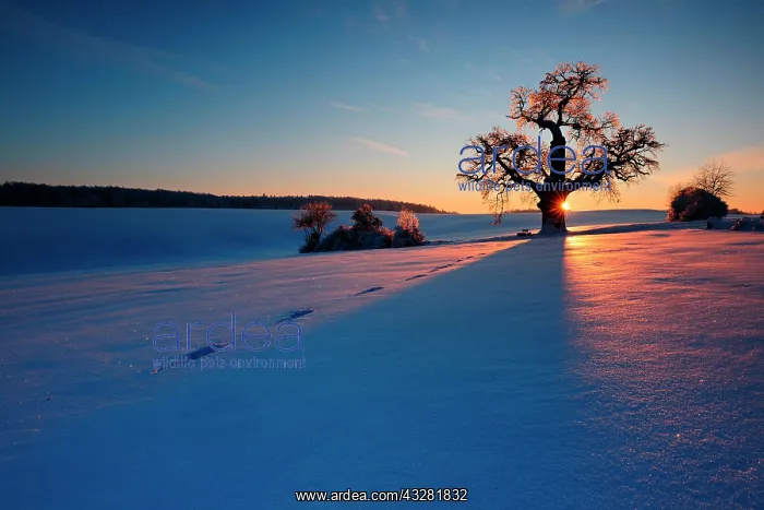 : Winter landscape with solitary Oak (Quercus) at : Winter landscape with solitary Oak (Quercus) at