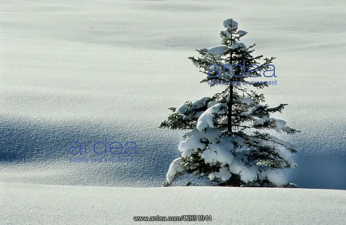 : Winter landscape with SPRUCE - in snow : Winter landscape with SPRUCE - in snow