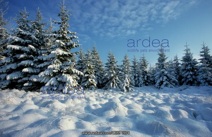 : Winter landscape with spruce woodland and snow : Winter landscape with spruce woodland and snow