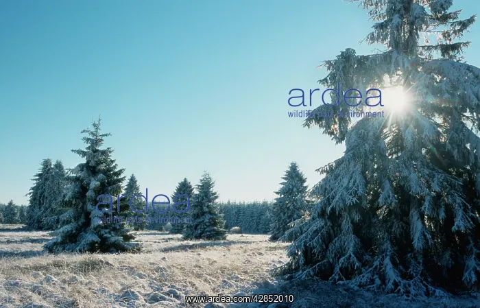 : Winter landscape spruce woodland in snow : Winter landscape spruce woodland in snow