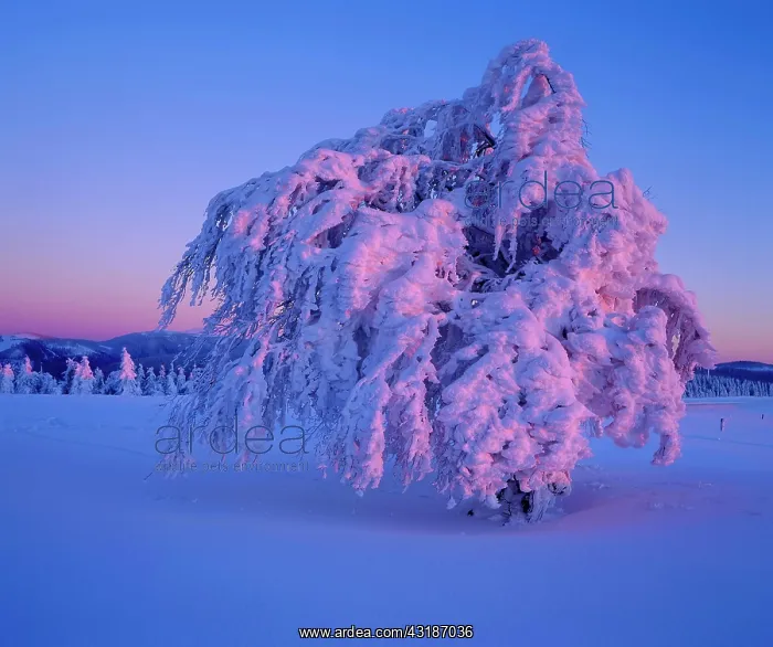 : Winter Landscape with Storm Beech, Hoarfrost : Winter Landscape with Storm Beech, Hoarfrost
