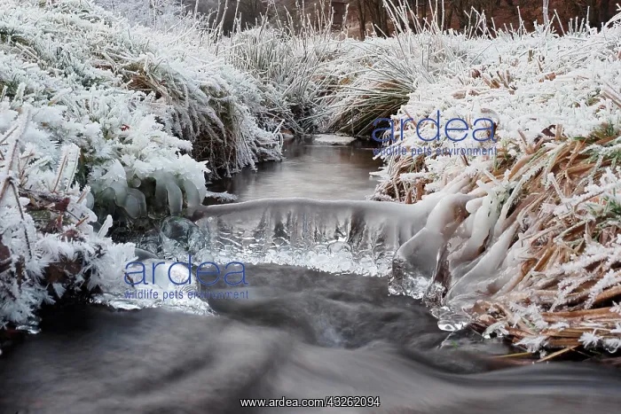 : Winter landscape by a stream, hoarfrost and icicles : Winter landscape by a stream, hoarfrost and icicles
