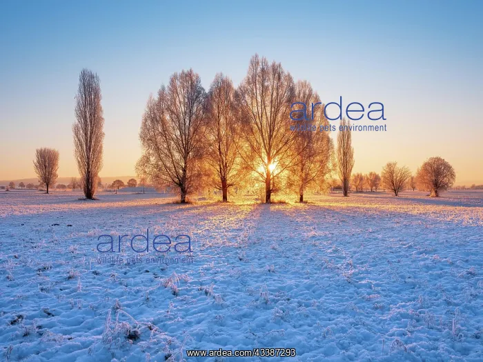 : Winter landscape at sunrise, field with snow, trees : Winter landscape at sunrise, field with snow, trees