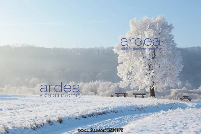 : Winter landscape with trees and benches on the banks : Winter landscape with trees and benches on the banks