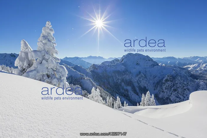 : Winter landscape with trees in front of mountains : Winter landscape with trees in front of mountains
