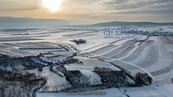 : Winter landscape with vineyards and fields, aerial : Winter landscape with vineyards and fields, aerial