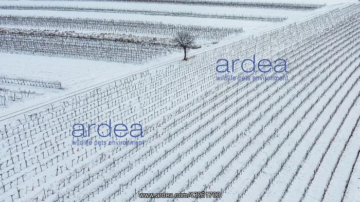 : Winter landscape with vineyards and fields, aerial : Winter landscape with vineyards and fields, aerial