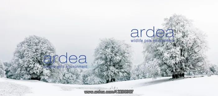 : Winter landscpae, frozen trees in winter, Mont Sal&, x8da5; : Winter landscpae, frozen trees in winter, Mont Sal&, x8da5;