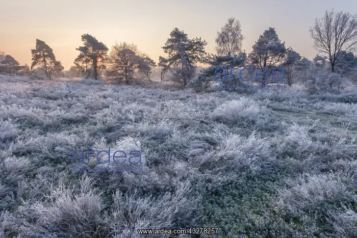 : Winter morning with frost covered heath and tre : Winter morning with frost covered heath and tre