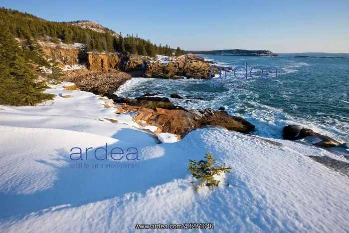 : A winter morning on the Maine coast in Acadia : A winter morning on the Maine coast in Acadia