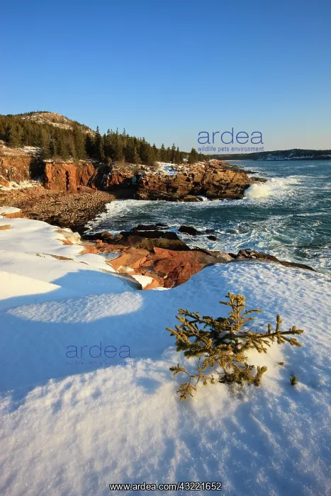 : A winter morning on the Maine coast in Acadia : A winter morning on the Maine coast in Acadia