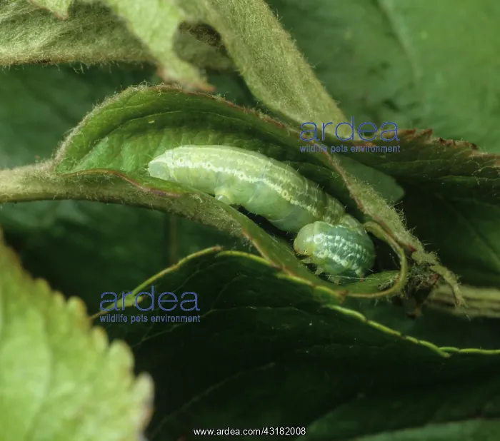 : Winter moth caterpillar : Winter moth caterpillar