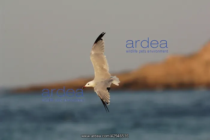 : Winter moulting AudouinIs Gull : Winter moulting AudouinIs Gull