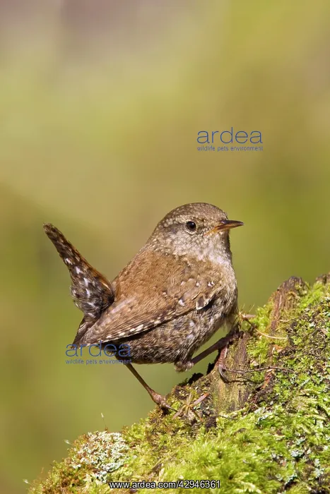 : Winter / Northern Wren : Winter / Northern Wren