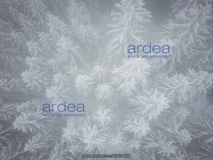 : Winter in the Ore Mountains : Winter in the Ore Mountains