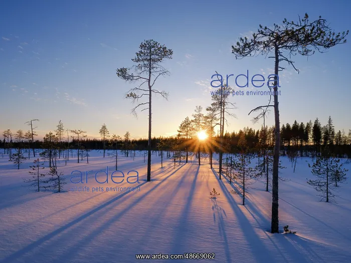 : Winter in the Oulanka National Park in Finnish Lapland : Winter in the Oulanka National Park in Finnish Lapland