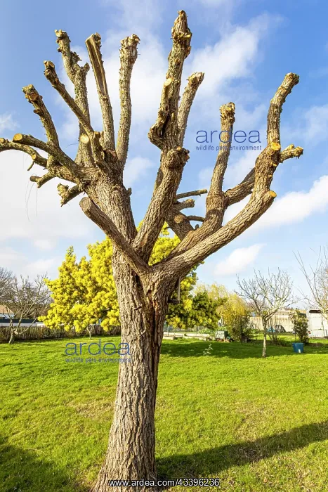 : Winter pruning of a Weeping willow (Salix babylonica) : Winter pruning of a Weeping willow (Salix babylonica)
