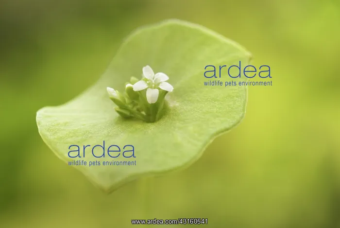 : Winter Purslane : Winter Purslane