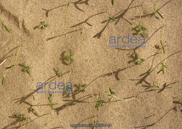 : Winter Rainfall - seedlings comong up in Eureka : Winter Rainfall - seedlings comong up in Eureka